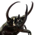( насекомое ) Chalcosoma atlas msi(. вид hesperus)mindanao производство взрослое насекомое WD 90~94mm(1 пара )