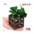 ( водоросли ) рыба. .. дом Anubias nana многоцелевой ракушка ta-M( водный лист )(3 шт )