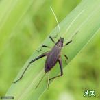 （昆虫）スズムシ　鈴虫　メス　成虫　ＣＢ（１０匹）