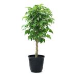 （観葉植物）フィカス　ベンジャミン（スタンダード仕立て）　６号（１鉢）