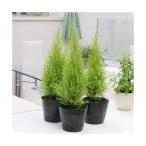 ゴールドクレストウィルマ３号