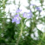 ( декоративное растение ) трава розмарин 4 номер (1 горшок ) огород 