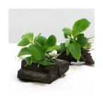 ( водоросли )* организация разведение * Anubias nana коряга Mini размер ( 1 шт. )( примерно 8cm и меньше )( нет пестициды )