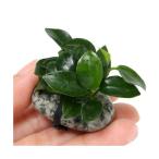 ( водоросли ) Anubias nana маленький камень есть ( водный лист )(1 шт )