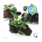 ( водоросли ) Anubias nana маленький коряга Mini размер ( примерно 8cm и меньше )( водный лист )( 1 шт. )