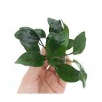 ( водоросли )* отделка завершено * Anubias nana( водный лист )(1 pot минут )