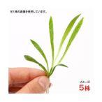 ( водоросли ) Echinodorus Argentina ( in voice )( водный лист )( нет пестициды )(5 АО )