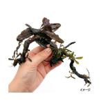 ( водоросли )bsefa Land la4 вид 8 АО есть ветка форма коряга S размер ( вид случайный )( подводный лист )( нет пестициды )( 1 шт. )