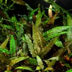( водоросли ) Cryptocoryne wen чай зеленый ( нет пестициды )( подводный лист )(1 АО )