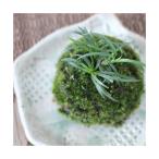 ( бонсай ) кокэдама офиопогон японский (1 шт ) декоративное растение koke шар (.. состояние )