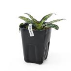 ( луговые и горные травы ) ho totogis(...) магазин . остров коричневый bo ho totogis( магазин . остров . курица ...) 3 номер (1 pot )(.. состояние )