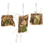 ( луговые и горные травы )kaya Ran (. орхидея ) пробка есть ( наматывать длина )(1 шт )