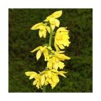 ( луговые и горные травы ) креветка ne( море . корень ) желтый креветка ne( желтый море . корень ) 3.5 номер (1 pot )