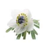 ( луговые и горные травы )setsubn saw (. минут .)2.5 номер (1 pot )