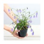 ( луговые и горные травы ) автомобиль Gin (. три ) иваси . Gin ( скала . три )3~4 номер (1 pot )(.. состояние )