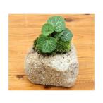 ( луговые и горные травы ) мох бонсай . огонь камень растение в горшке yukino внизу (1 горшок )