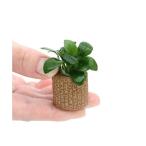 ( водоросли )* организация разведение * жизнь мульти- ( чай ) Anubias nana( нет пестициды )(10 шт )