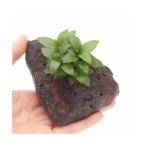 （水草）ストロギネ　レペンス　穴あき溶岩