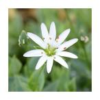 ( луговые и горные травы )siko язык ящик be( цвет ...)3 номер (3 pot )(.. состояние )