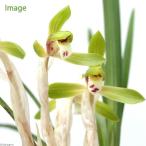 ( луговые и горные травы )shun Ran ( весна орхидея ). вид серия 3 номер (1 pot ) Япония весна орхидея классика садоводство (.. состояние )