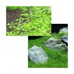 前景水上葉２種セットニューラージパ...