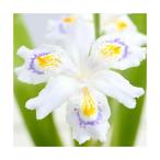 ( луговые и горные травы ) автомобиль ga(..) 3 номер (1 pot )