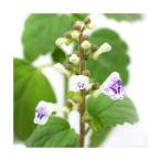 ( луговые и горные травы ) красный bo внизу tsu Nami saw ( красный звезда ...) 3 номер (1 pot )(.. состояние )