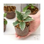 ( луговые и горные травы ) бонсай случайный луговые и горные травы бонсай дыра иметь Mashiko . цветочный горшок ( восстановление )(1 горшок )