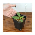 ( луговые и горные травы ) Fuji a The mi( Fuji .)3 номер (1 pot )(.. состояние )