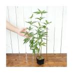 ( луговые и горные травы ) Fuji bakama( глициния hakama )3 номер (1 pot )(.. состояние )