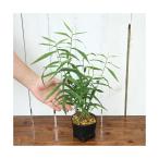 ( луговые и горные травы ) wild o-tsu(. корень ko van saw ) 3 номер (1 pot )(.. состояние )