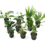 ( водоросли ) популярный водоросли 10 вида комплект Anubias 3 вид klipto3 вид микро 3 вид bse1 вид ( водный лист )(1 комплект )