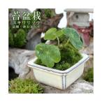 （山野草）苔盆栽　ユキワリソウ　品種・おまかせ色小鉢（１鉢）