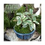 ( луговые и горные травы ) мох бонсай . ввод yabkouji случайный цвет маленькая миска (1 горшок )