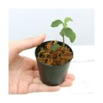 ( луговые и горные травы )akebonoshus Ran (1 pot ) драгоценности o- Kid 