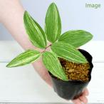 ( луговые и горные травы ). ввод naruko лилия (. входить трещотка наруко 100 .)3~3.5 номер (1 pot )(.. состояние )