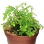 ( террариум ) Sera ginelabiforu ошибка (1 pot )