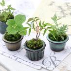 ( луговые и горные травы ) мох бонсай случайный луговые и горные травы бобы растение в горшке (1 горшок )