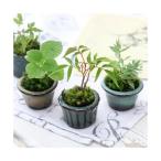 ( луговые и горные травы ) мох бонсай случайный луговые и горные травы бобы растение в горшке (3 горшок )