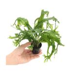 ( водоросли ) микро санки umsp.gi gun tia(1 pot )
