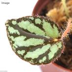 ( террариум ) бегония ruzonensis(1 pot ). вид бегония 