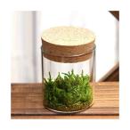 ( декоративное растение ) мох Terrarium высокий goke пробка бутылка Mini инструкция есть koke террариум мох tera koke tera мох интерьер 