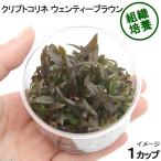 ( водоросли ) организация разведение Cryptocoryne wen чай Brown ( нет пестициды )(1 cup )