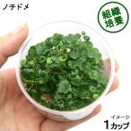 ( водоросли ) организация разведение nochidome( нет пестициды )(1 cup )