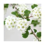 ( луговые и горные травы )mitsuteiwagasa( три рука скала зонт ) 3 номер (1 pot )(.. состояние )