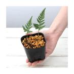 ( луговые и горные травы )sida(. зуб )ki расческа ручка (..)3 номер (1 pot ) вечнозеленый . много год .