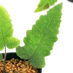 ( луговые и горные травы )sida(. зуб )amisida( сеть . зуб )3 номер (1 pot ) вечнозеленый . много год .