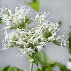 ( луговые и горные травы )hi Yodo libana(. цветок )3 номер (1 pot )(.. состояние )