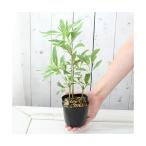 ( луговые и горные травы ) Fuji bakama( глициния hakama ). ввод Fuji bakama( белый ~ желтый )3 номер (1 pot )(.. состояние )