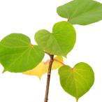 （観葉植物）オオハマボウ（大浜朴）３〜４号（１ポット）　ハイビスカス　熱帯花木